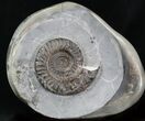 Hildoceras Ammonite In Large, Polished Concretion #30784-1